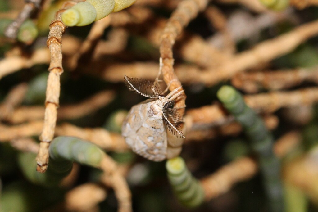 Hypotia leucographalis