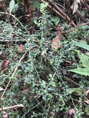 Prinsepia scandens