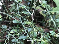 Prinsepia scandens