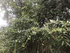 Prinsepia scandens
