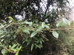 Prinsepia scandens