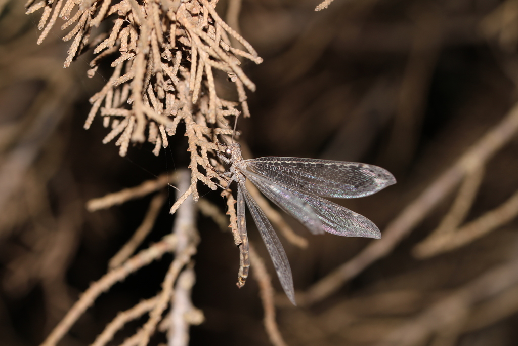 Creoleon aegyptiacus
