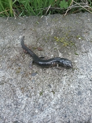 Aneides klamathensis