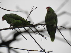 Amazona finschi × viridigenalis