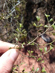 Larrea cuneifolia