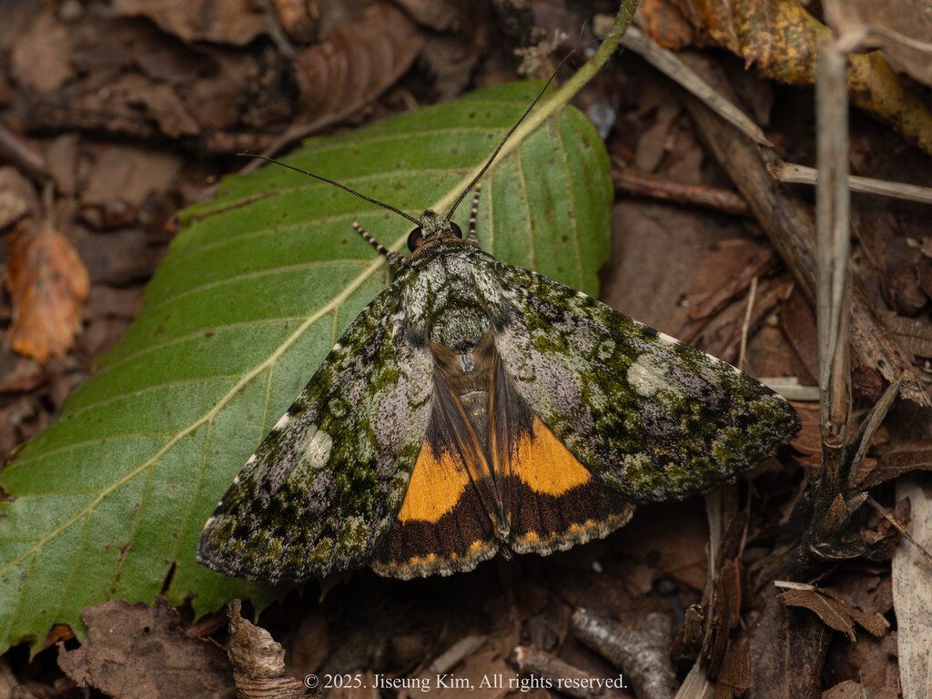 Euromoia subpulchra
