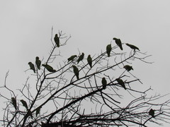 Amazona finschi × viridigenalis