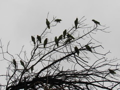 Amazona finschi × viridigenalis