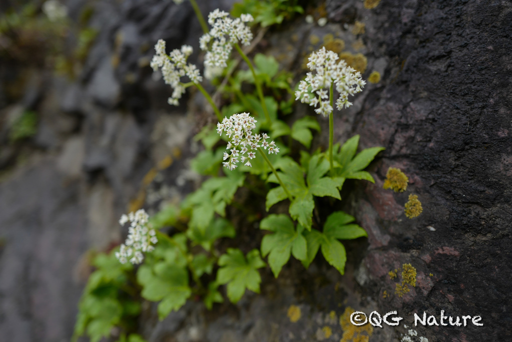 Mukdenia rossii; photograph (c) Wang.QG, some rights reserved (CC BY)