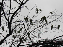 Amazona finschi × viridigenalis