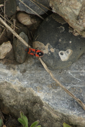 Black-and-Red Bug