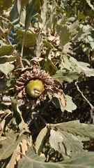 Quercus ithaburensis macrolepis