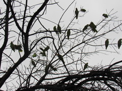 Amazona finschi × viridigenalis