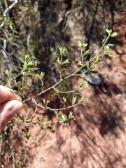 Larrea cuneifolia