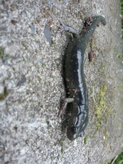 Aneides klamathensis