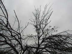 Amazona finschi × viridigenalis