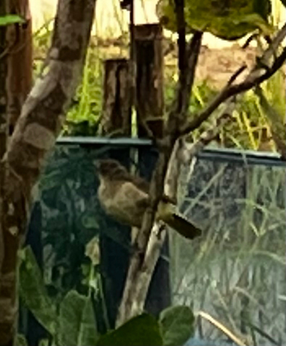 Streak-eared Bulbul
