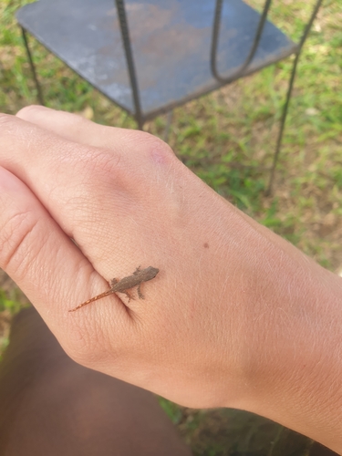 Common Dwarf Gecko