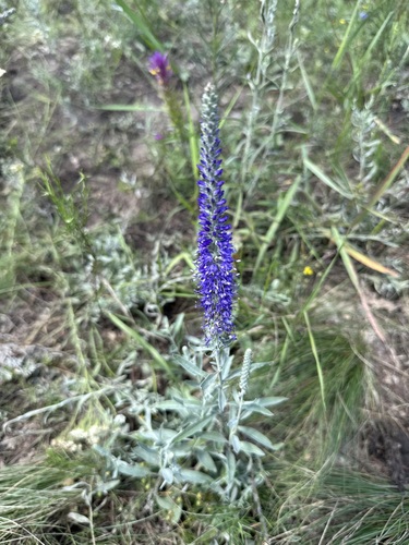 Spike Speedwell