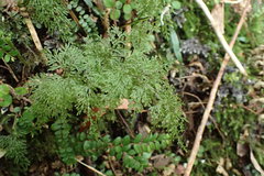 Hymenophyllum flexuosum