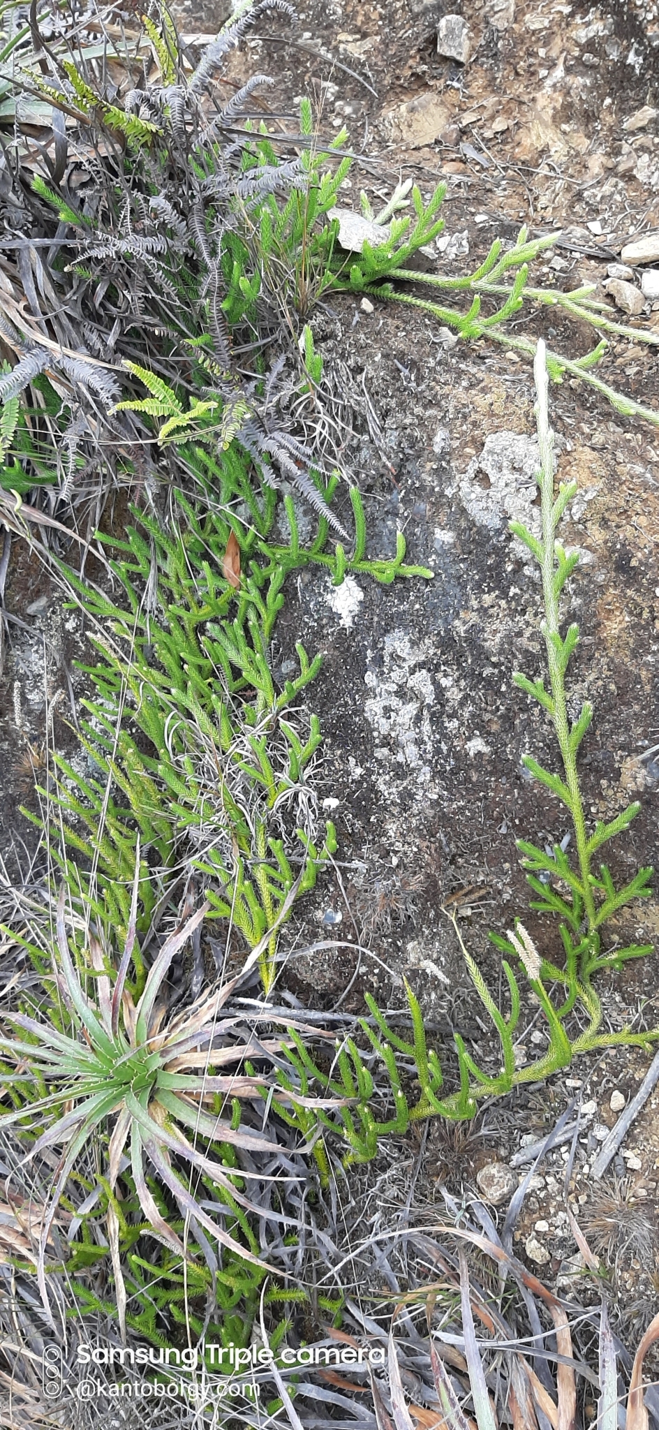 Palhinhaea cernua image