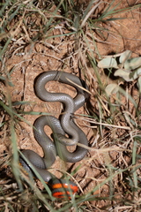 Diadophis punctatus regalis