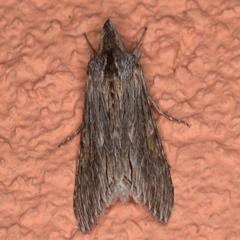 Cucullia intermedia