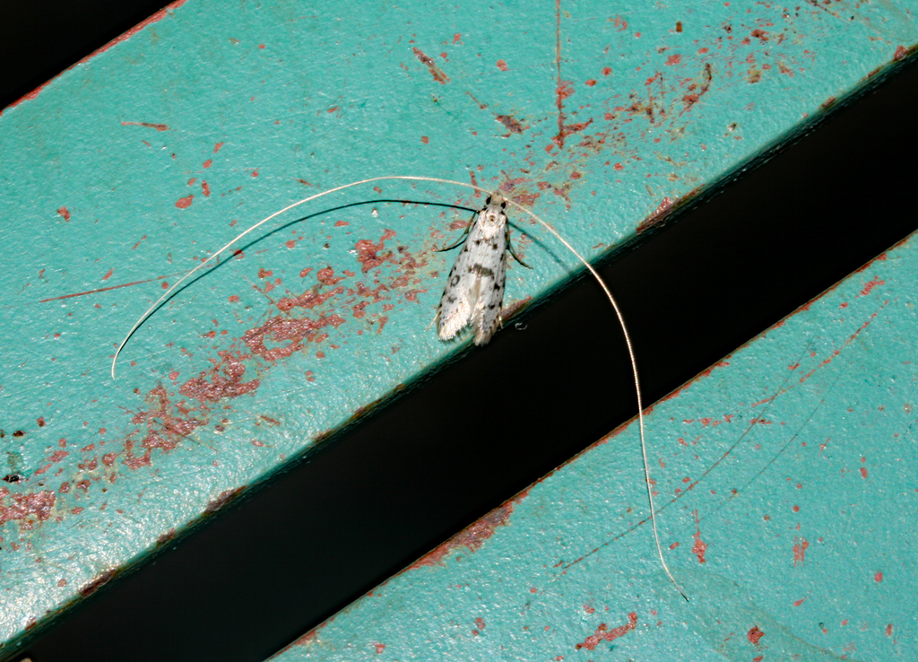 Ceromitia alternipunctella