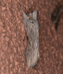 Cucullia intermedia