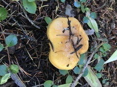 Phlegmacium variosimile