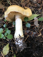 Phlegmacium variosimile