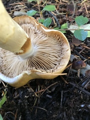 Phlegmacium variosimile