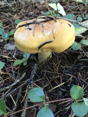 Phlegmacium variosimile