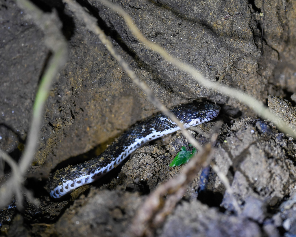 Strange-tailed Keelback