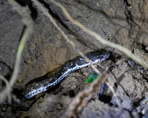 Strange-tailed Keelback