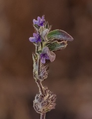Trichostema austromontanum