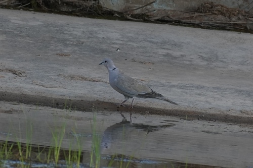 Eurasian Collared-Dove
