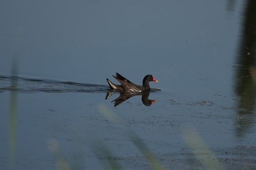 Eurasian Moorhen