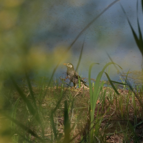 White-cheeked Starling