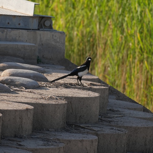 Oriental Magpie
