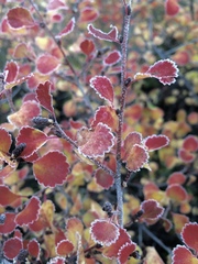 Betula nana