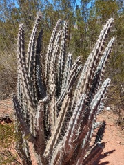 Cereus aethiops