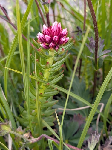 Clementsia rhodantha iNat (2)