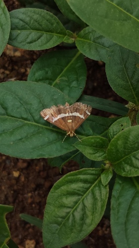 Hawaiian Beet Webworm Moth