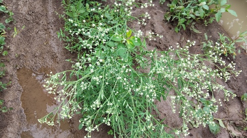 Santa Maria feverfew