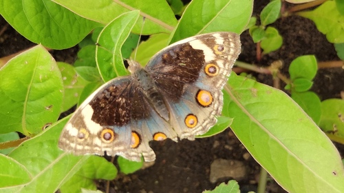 Blue Pansy
