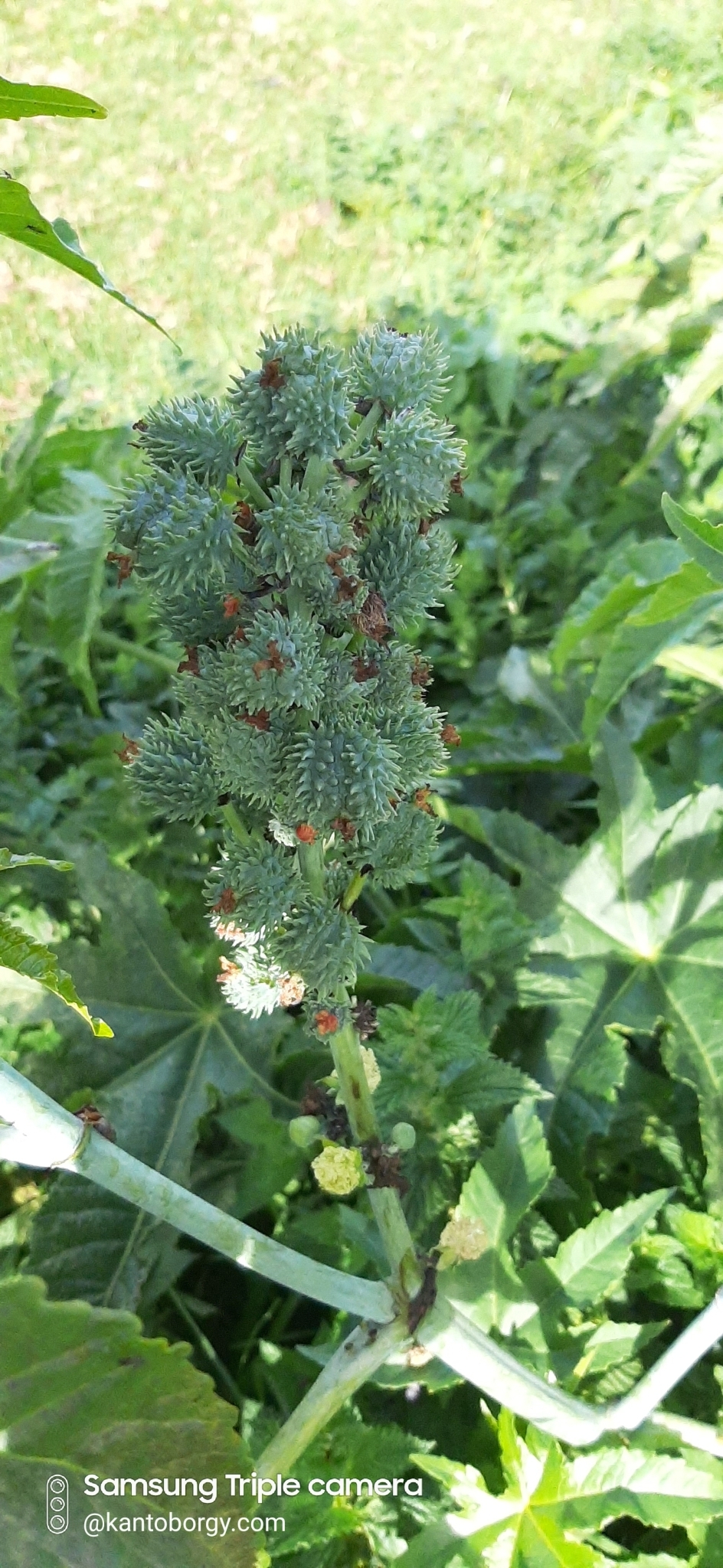 Ricinus image