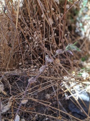 Trichostema austromontanum
