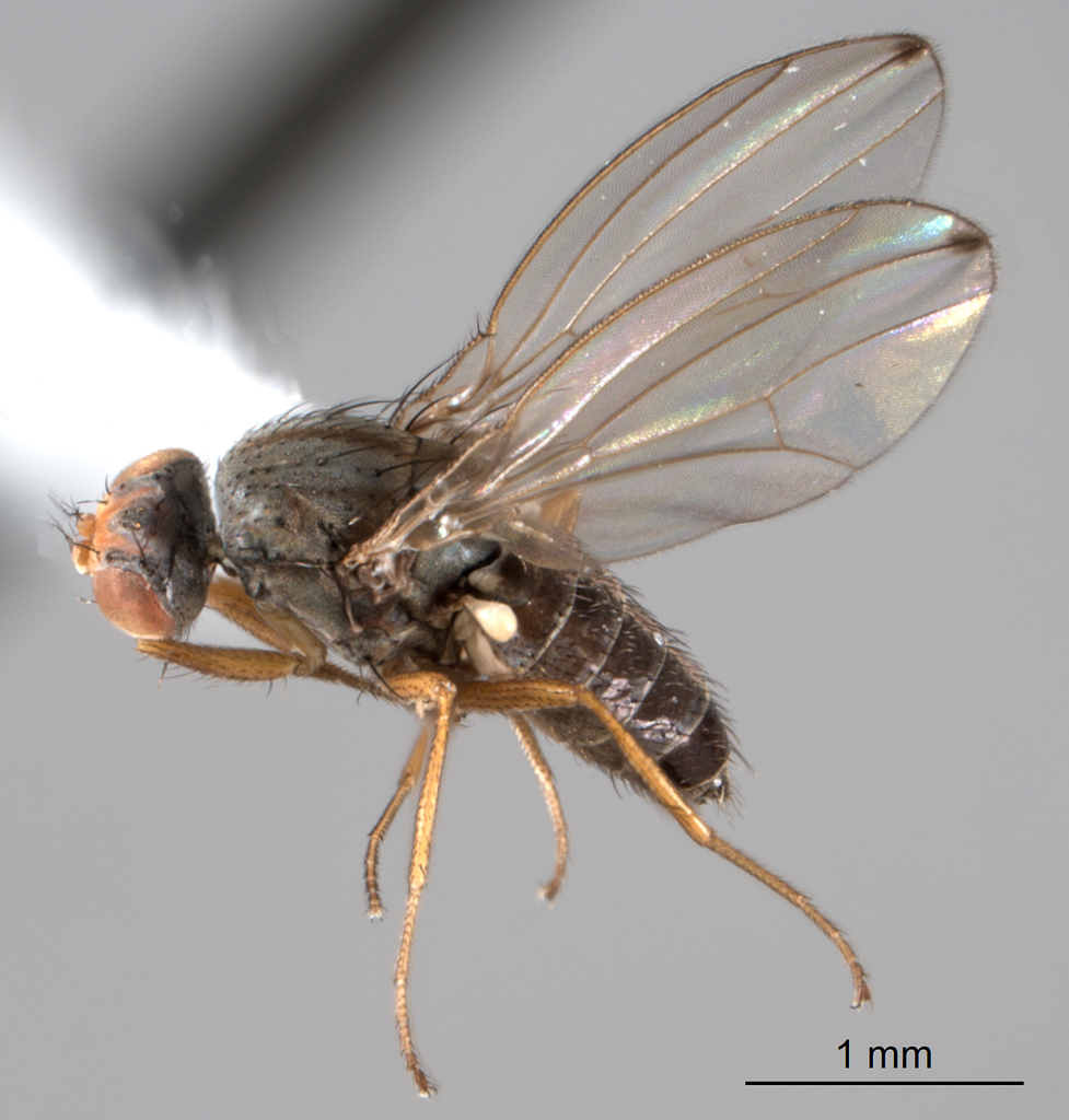 Hemiscaptomyza