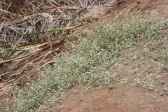 Alternanthera halimifolia